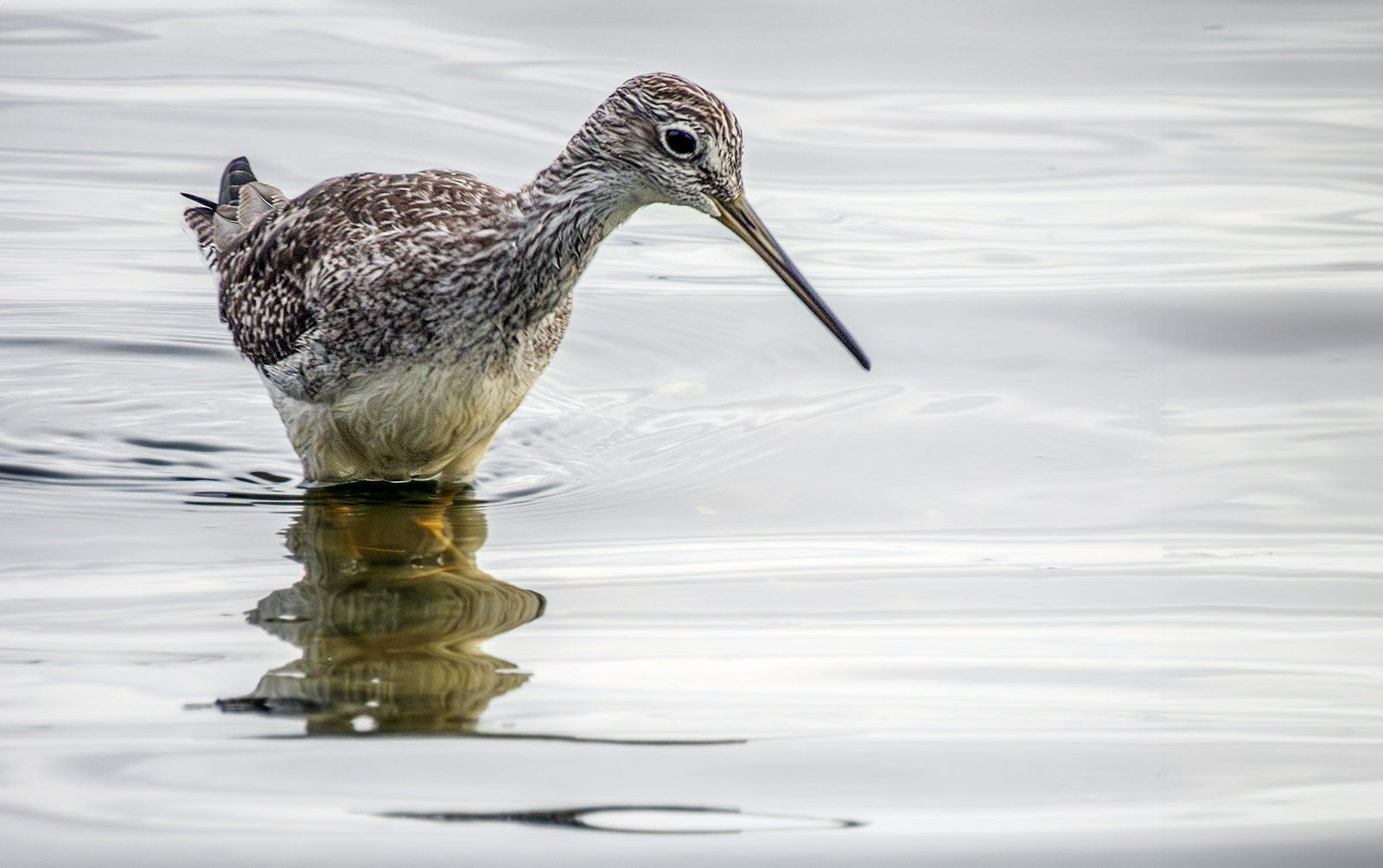 Greater Yellow Legs.jpg