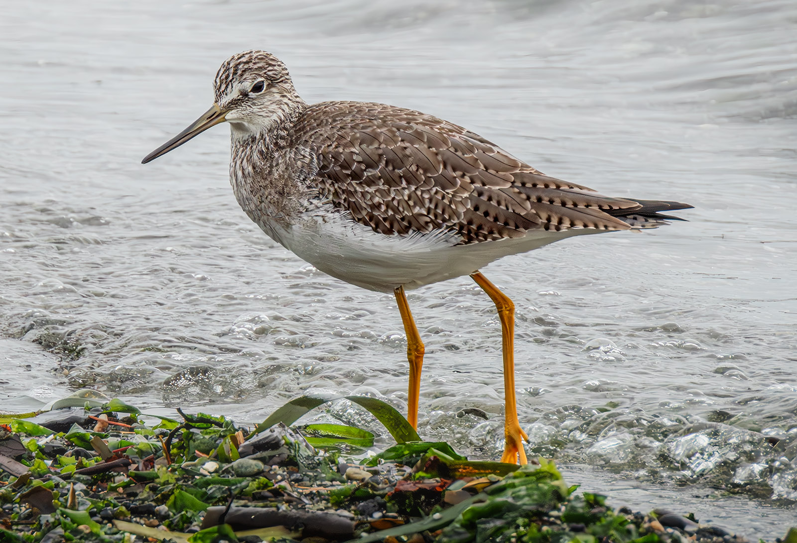 Greater Yellowlegs 02.jpg