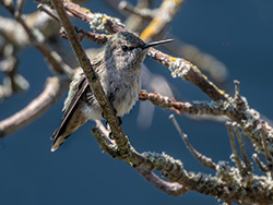 Hiding in the branches.jpg