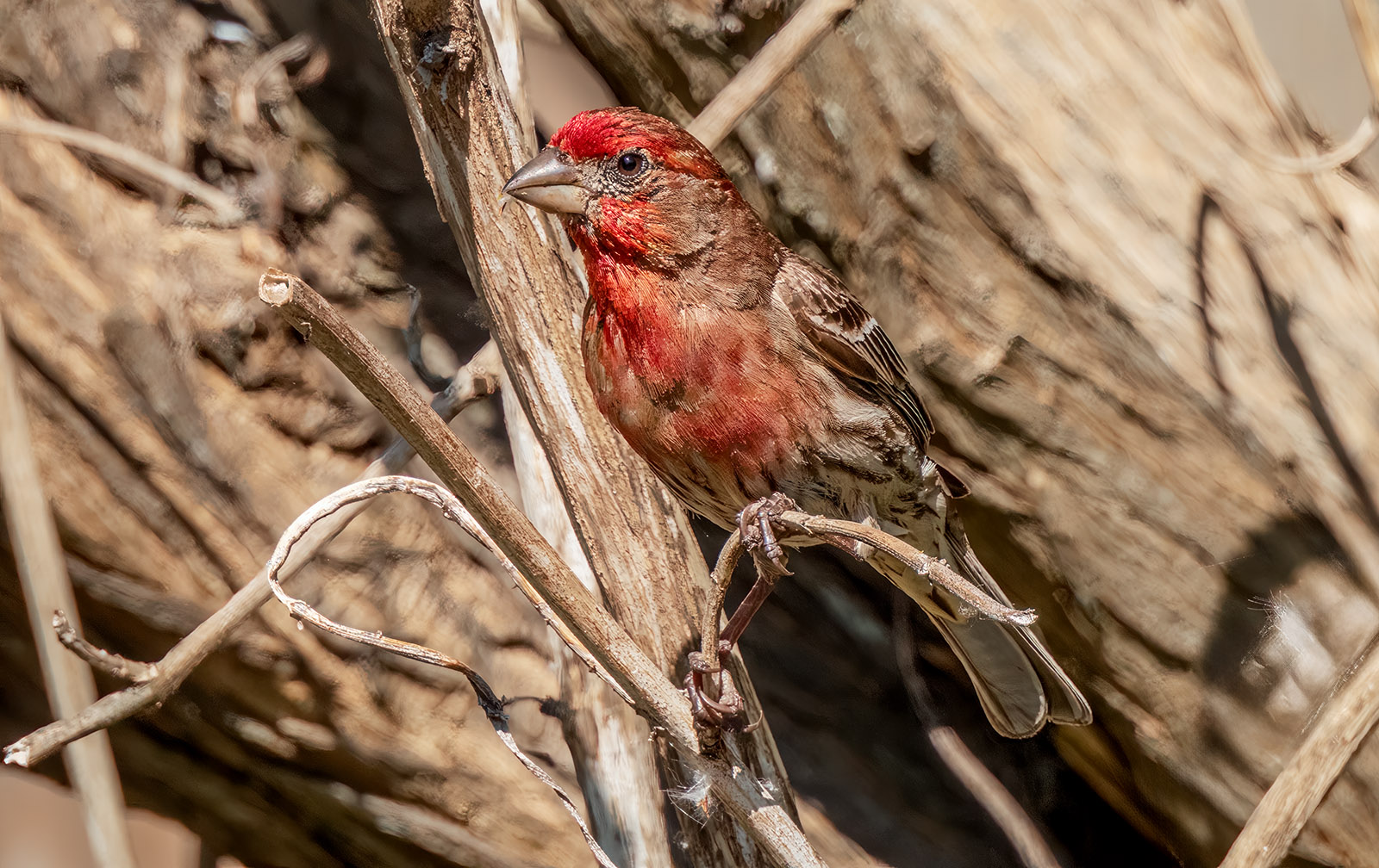 House Finch blending.jpg