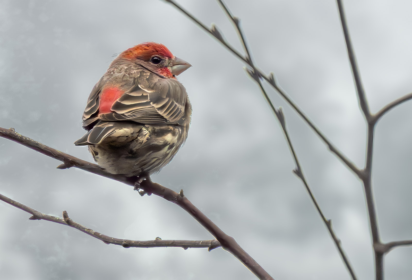 House Finch.jpg