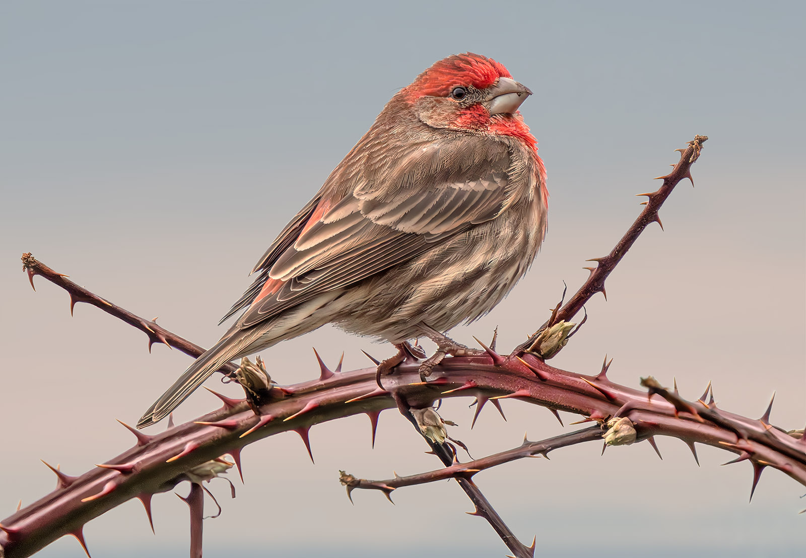 House Finch.jpg