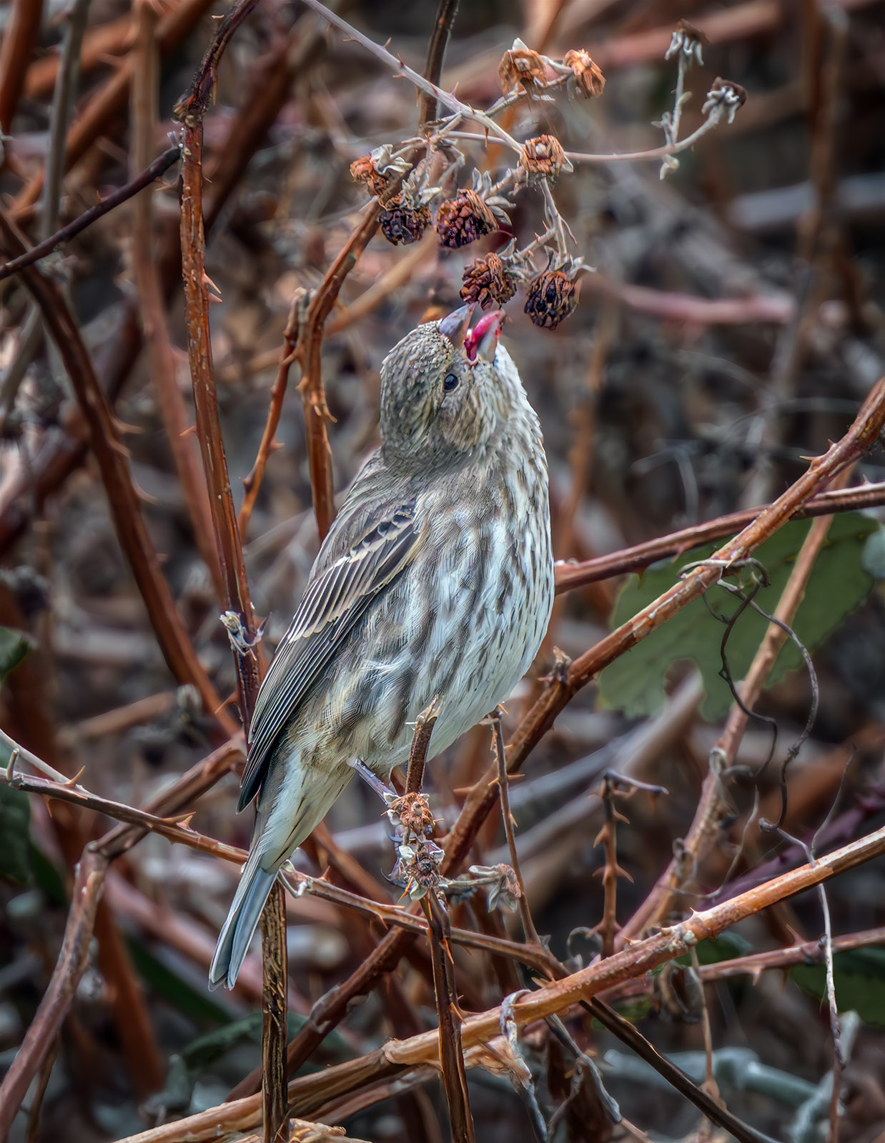 House Finch reaching.jpg