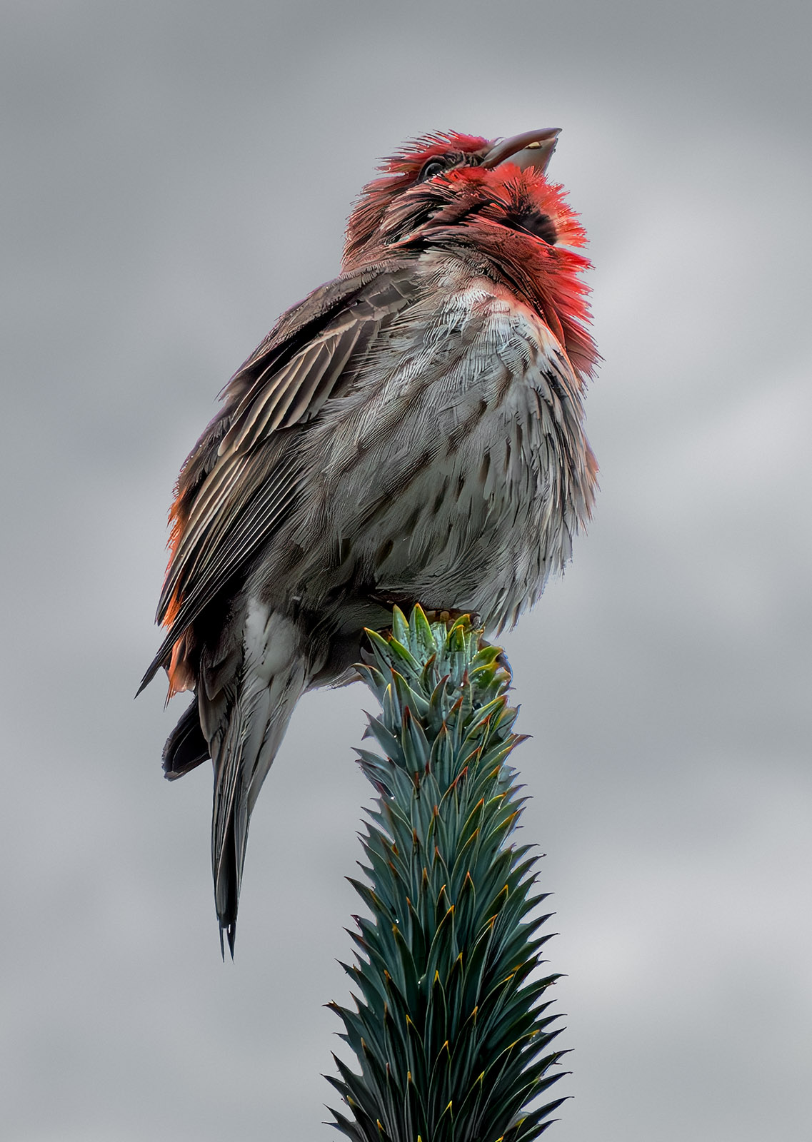 House Finch sings.jpg