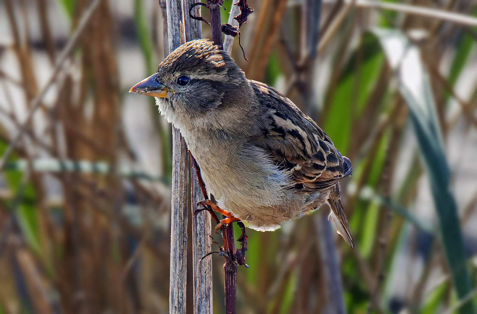 House Sparrow.jpg