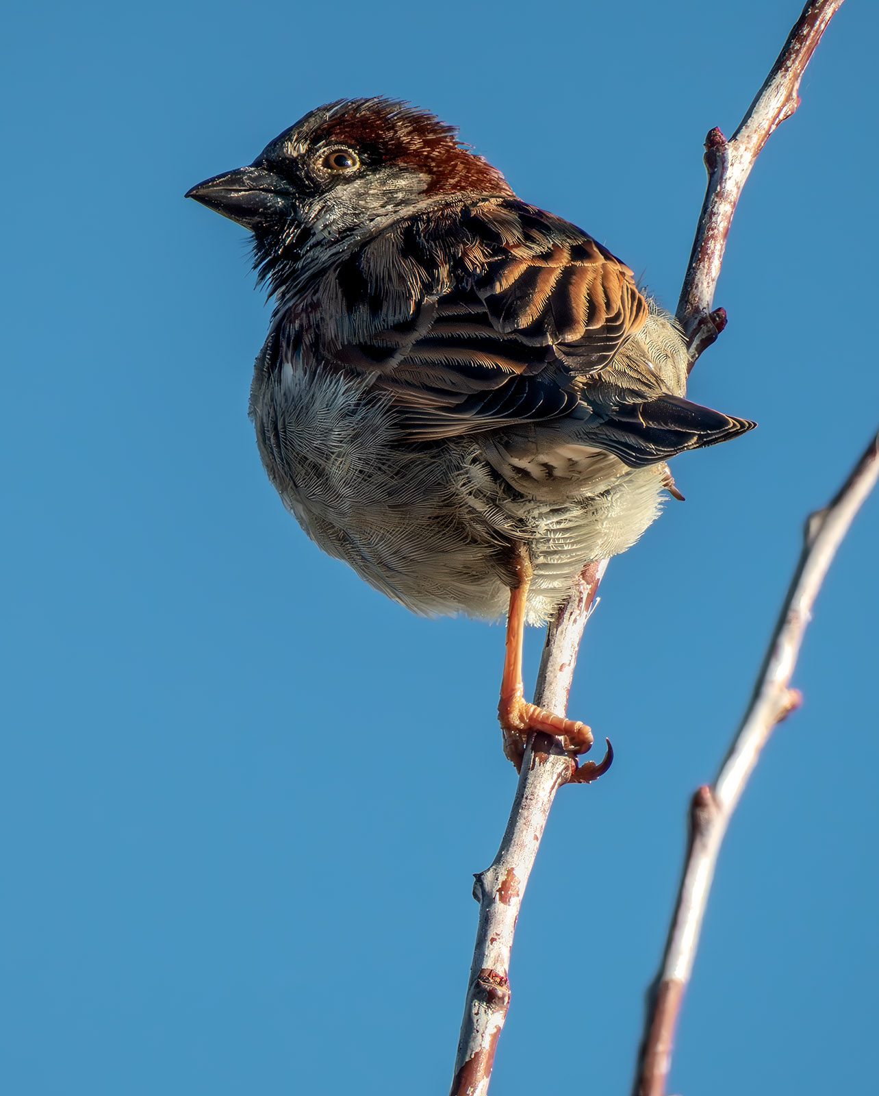 House Sparrow.jpg