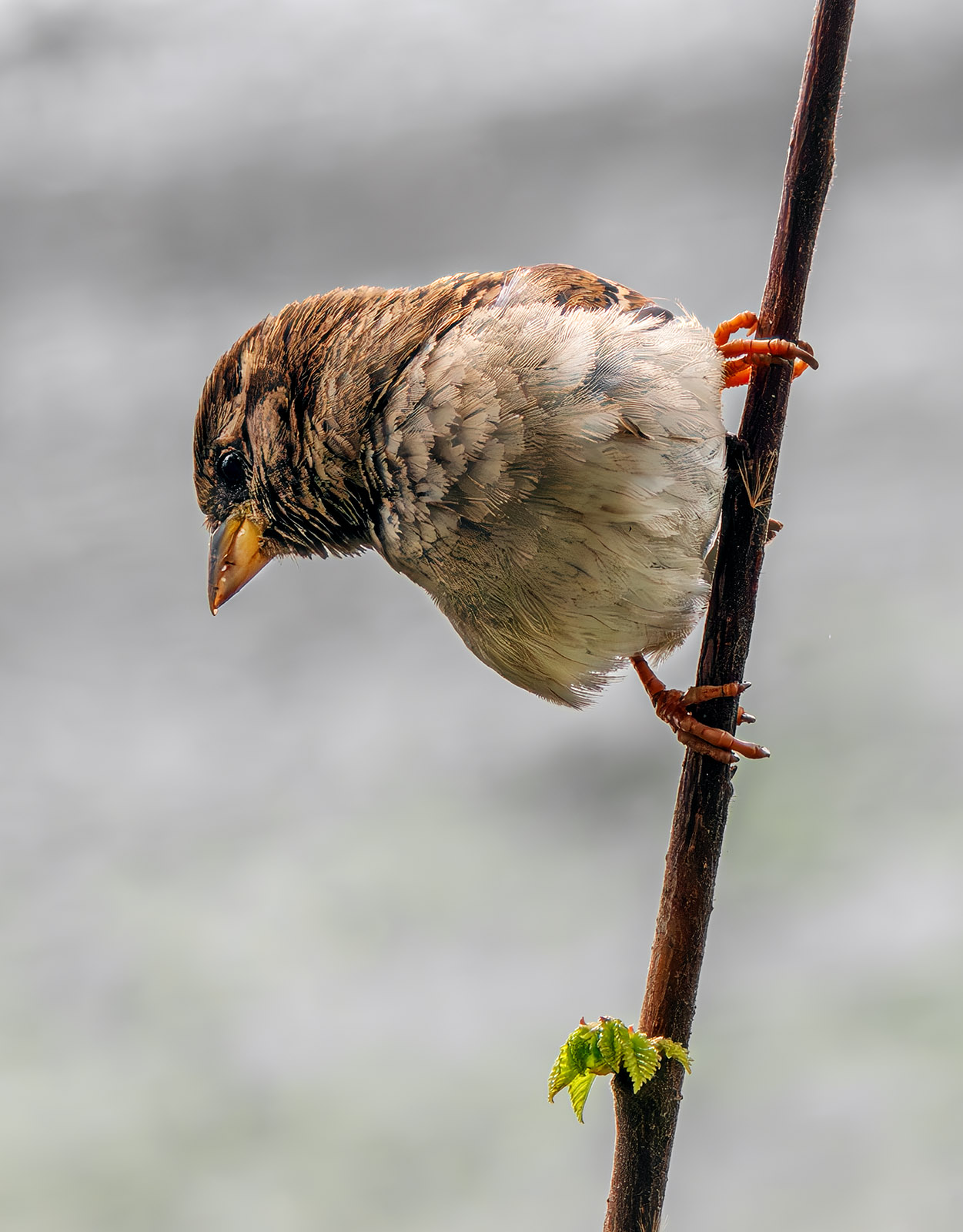 House Sparrow on a branch.jpg