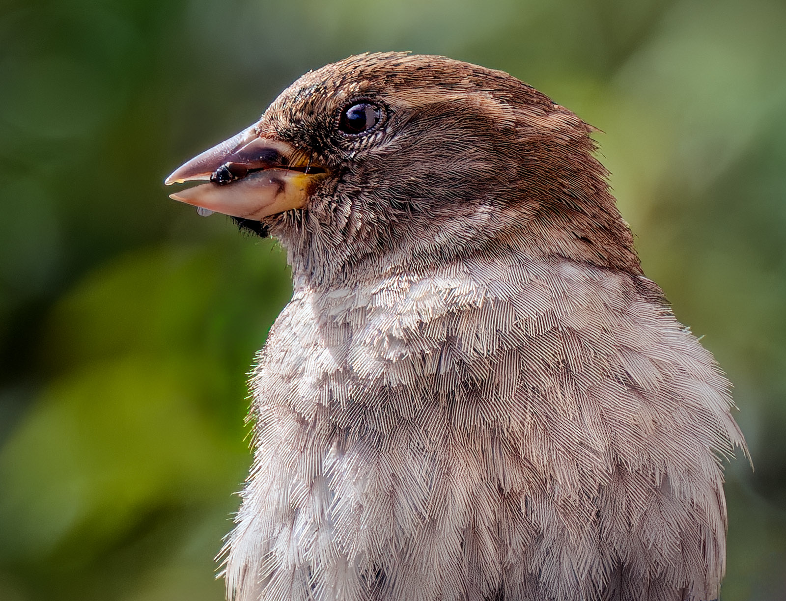 House Sparrow Portrait.jpg