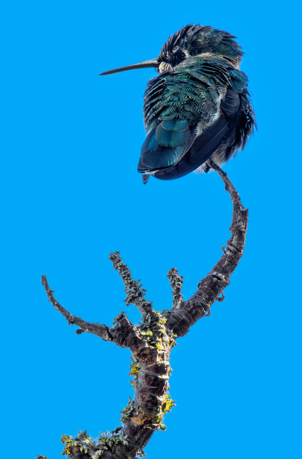 Hummingbird.jpg