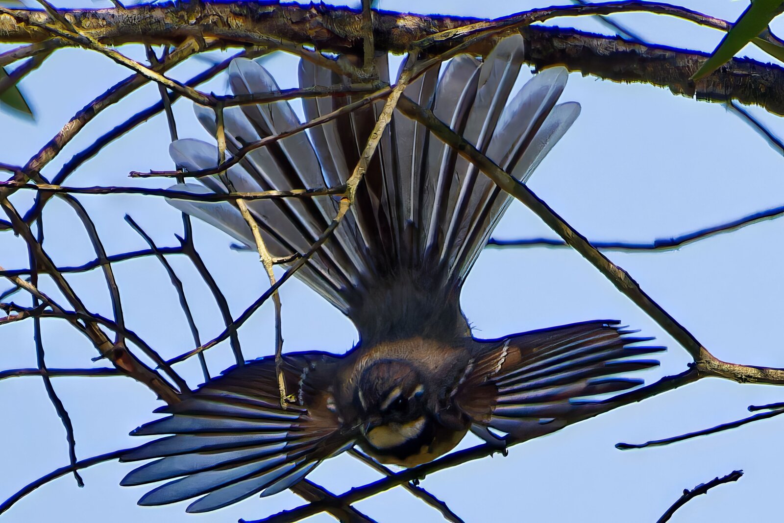 IMG_3836_DxO.jpg