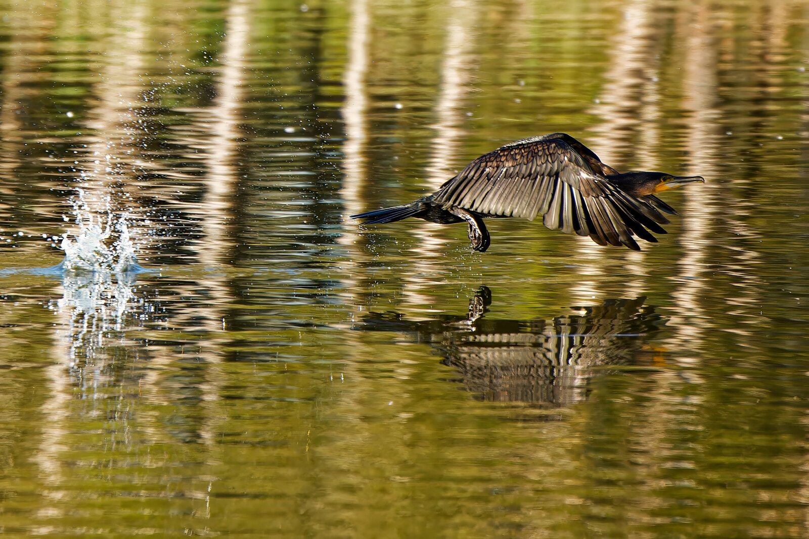 IMG_3998_DxO.jpg