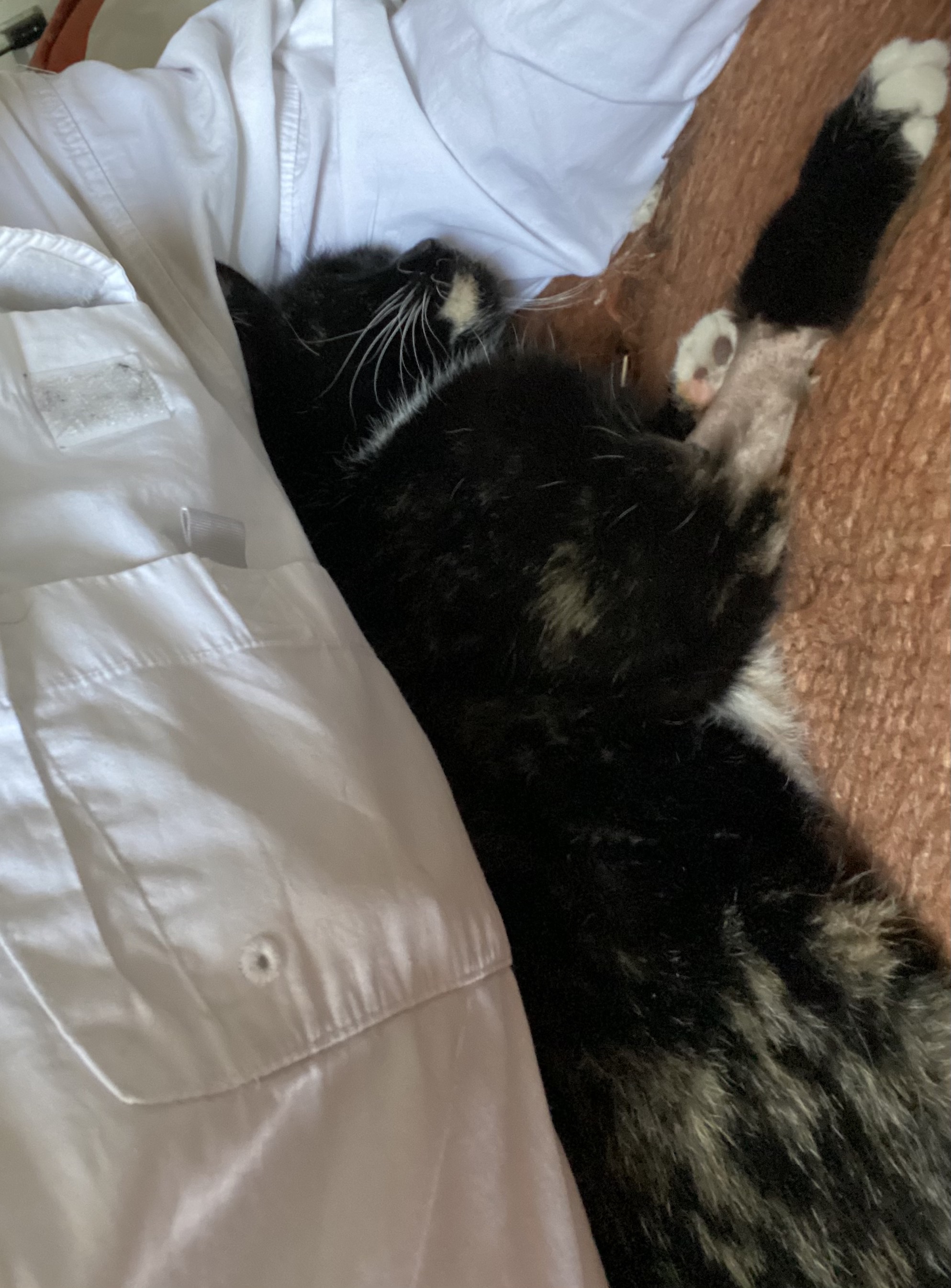IMG_4353.jpeg