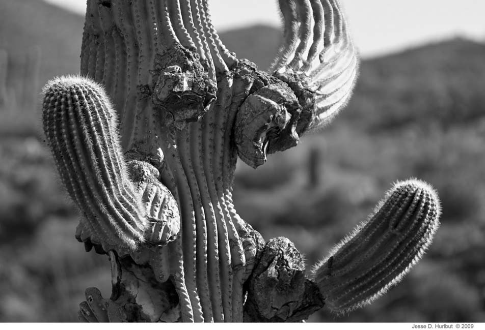 JDH-cactus.jpg