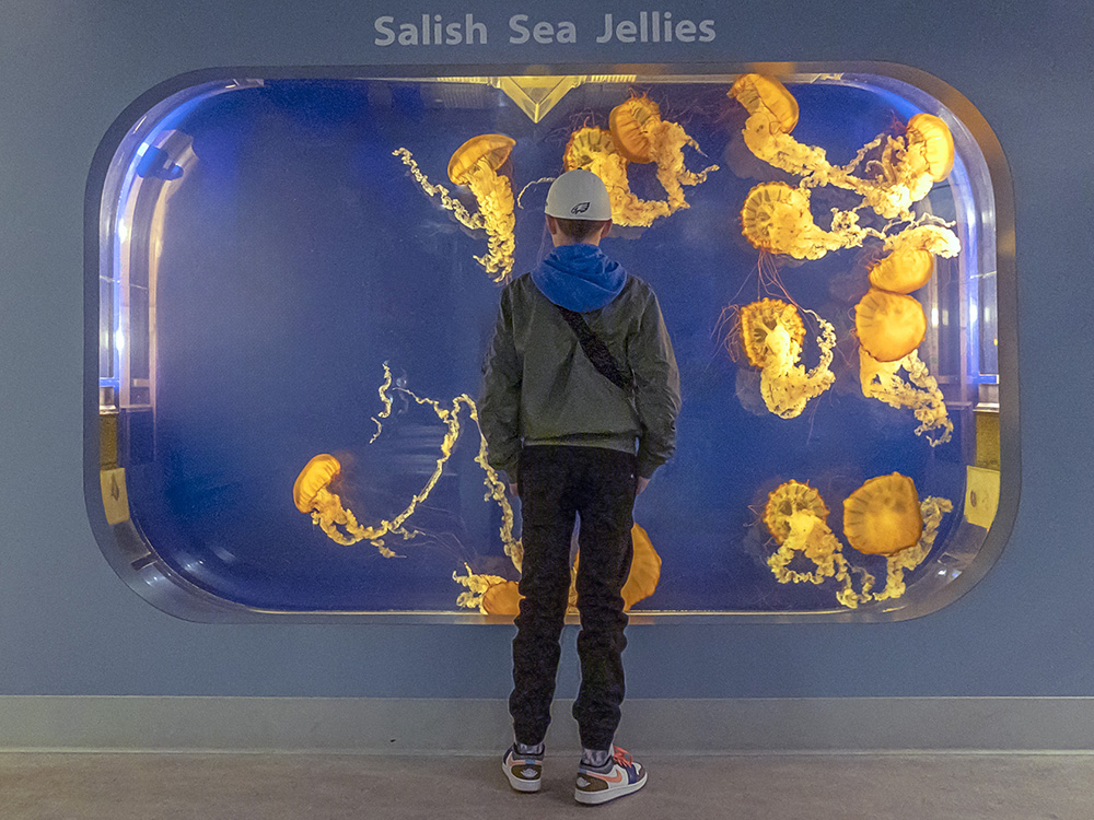Jellies.jpg