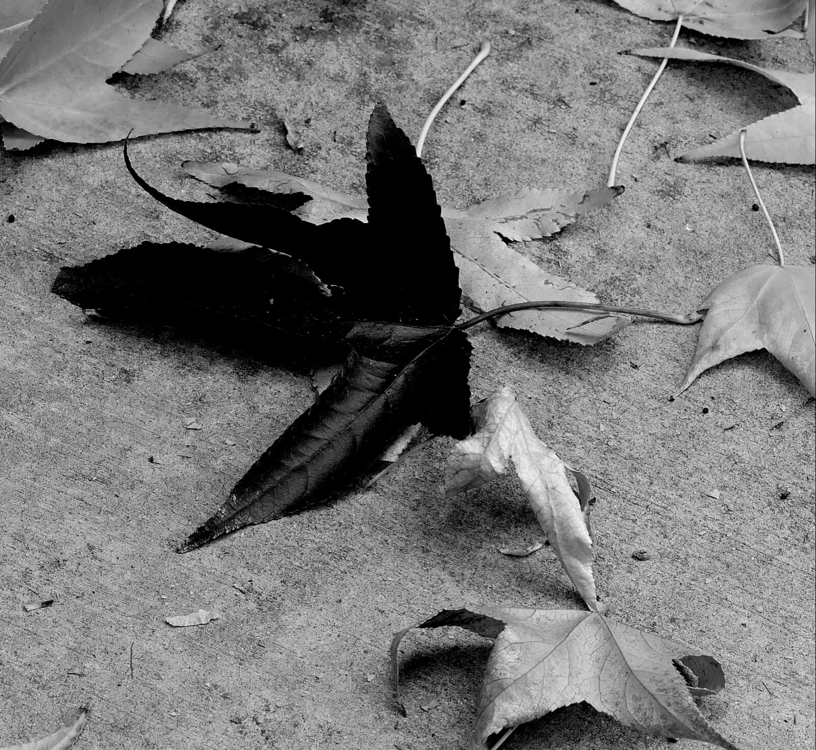 L1020457.jpeg