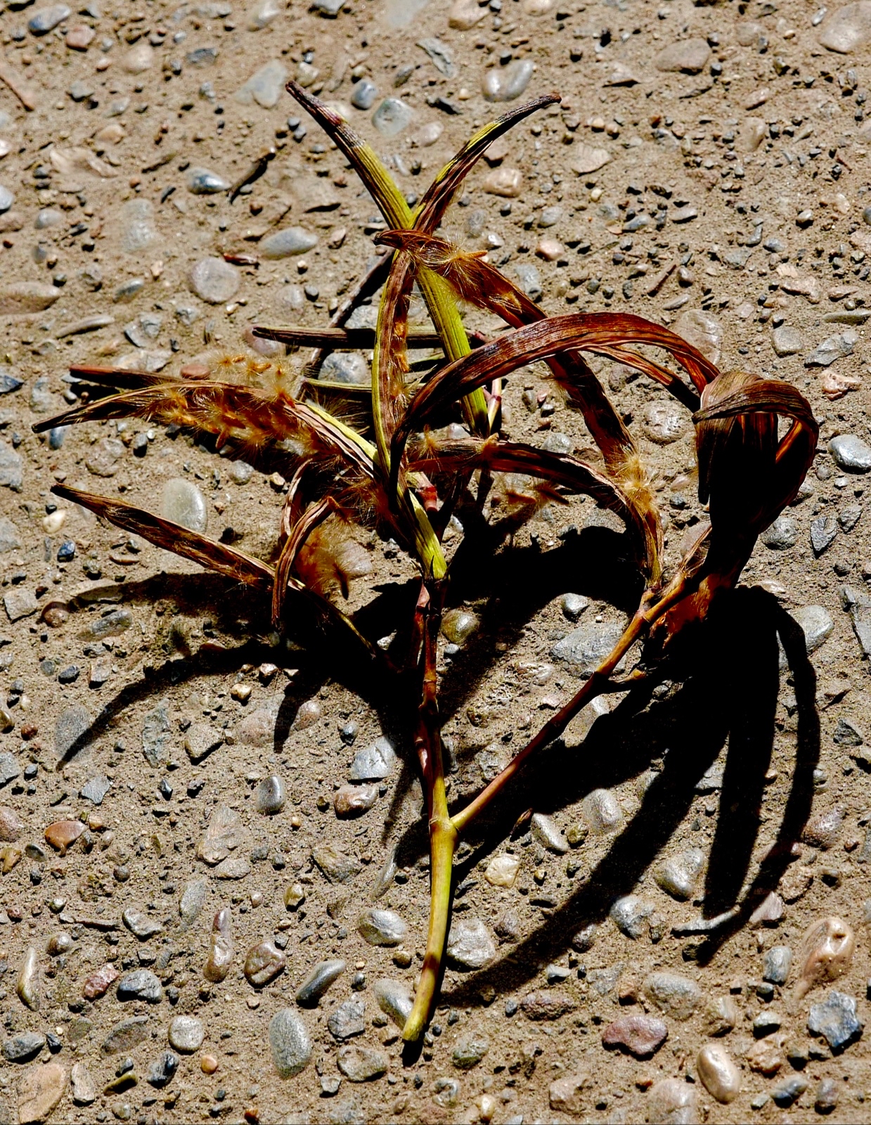 L1020651.jpeg