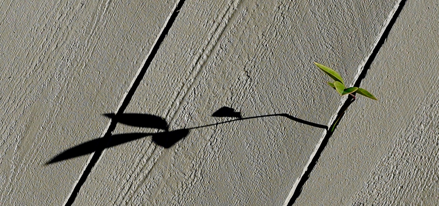 L1020798.jpeg