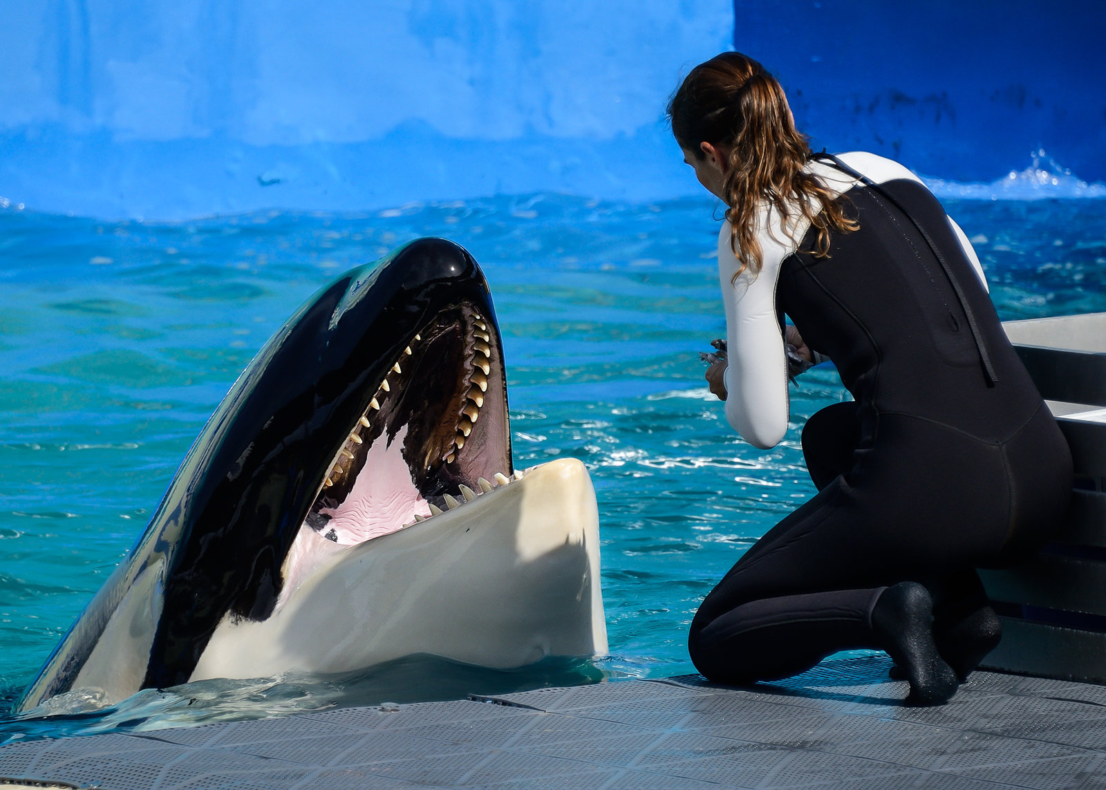 Miami Seaquarium 140713-45.jpg