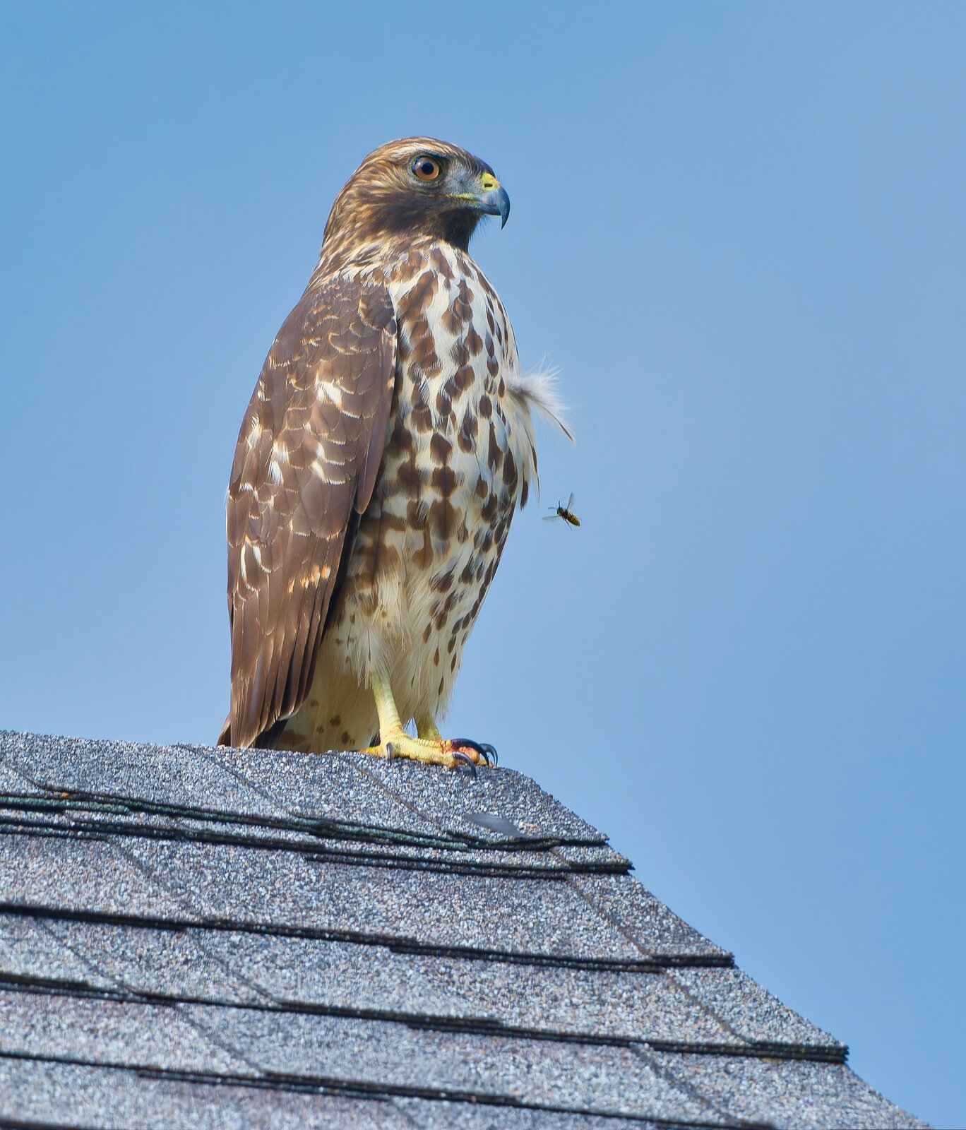 NIK_9752 final hawk and bee.jpg
