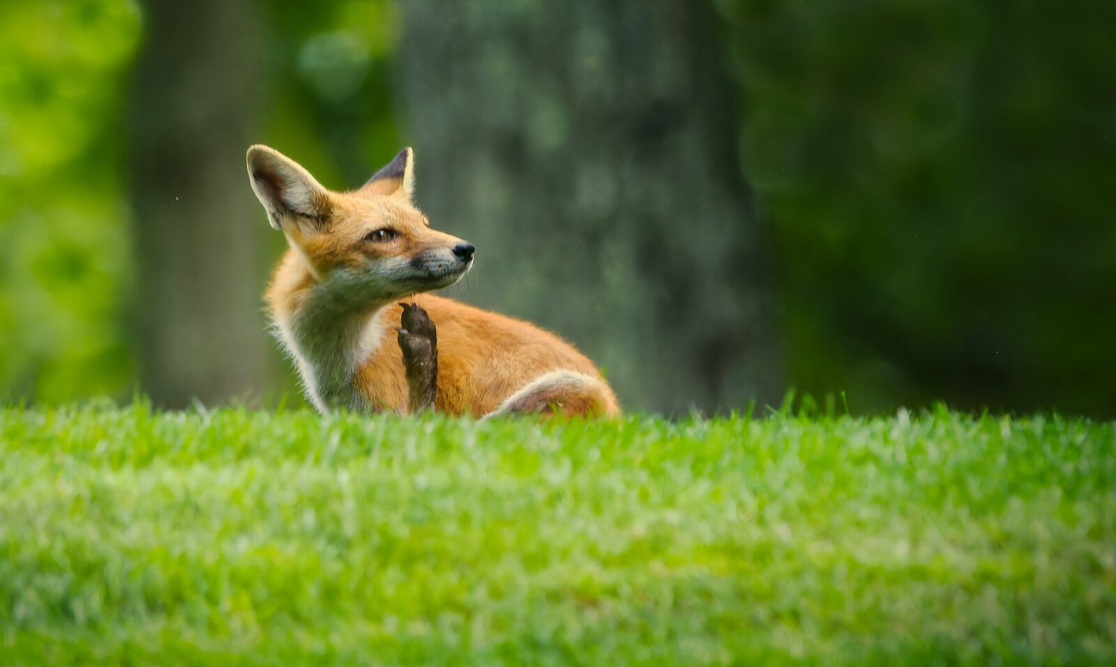 NIK_9941- final fox.jpg