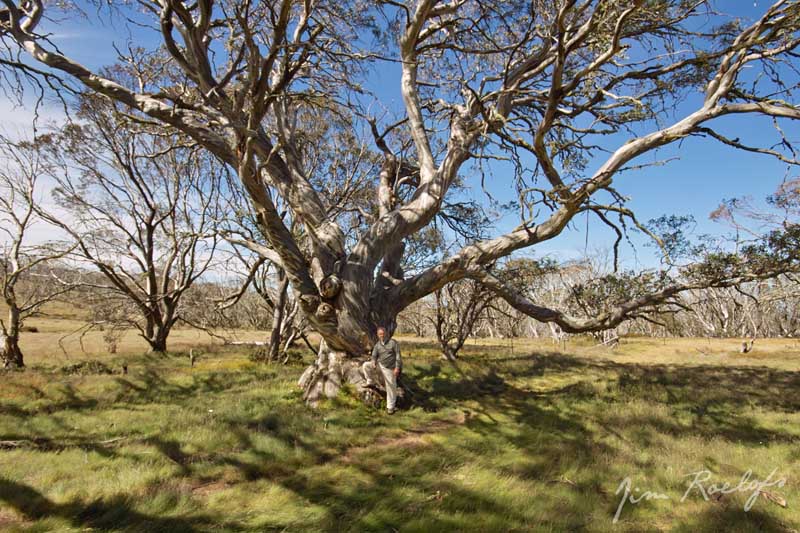 Old Snow Gum.jpg