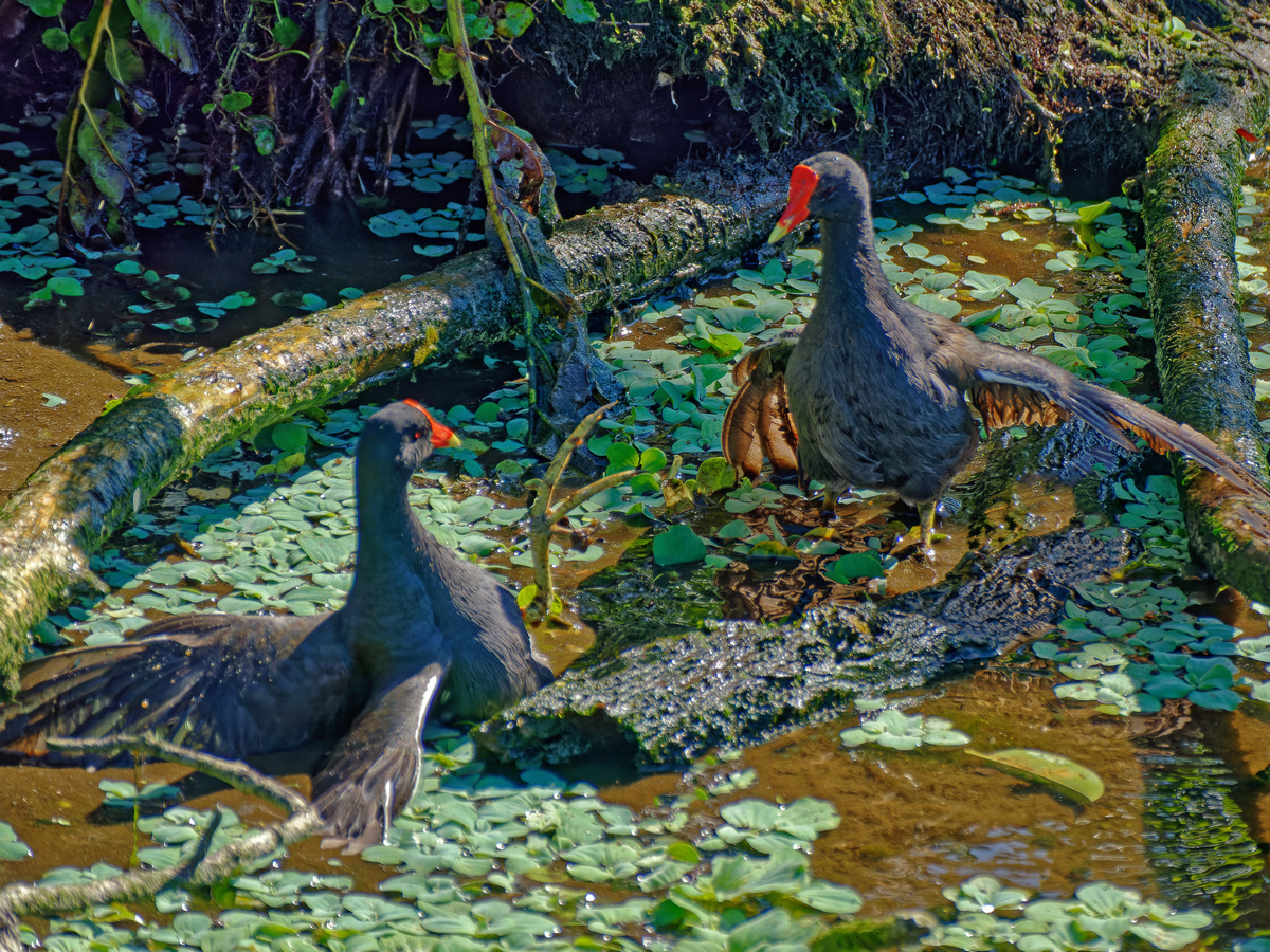 P1260070_DxO-R.jpg