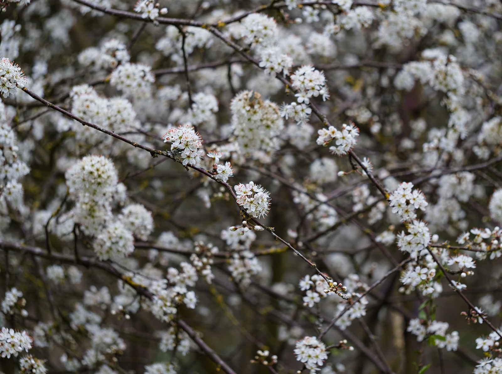 P3290154-dprf.jpg