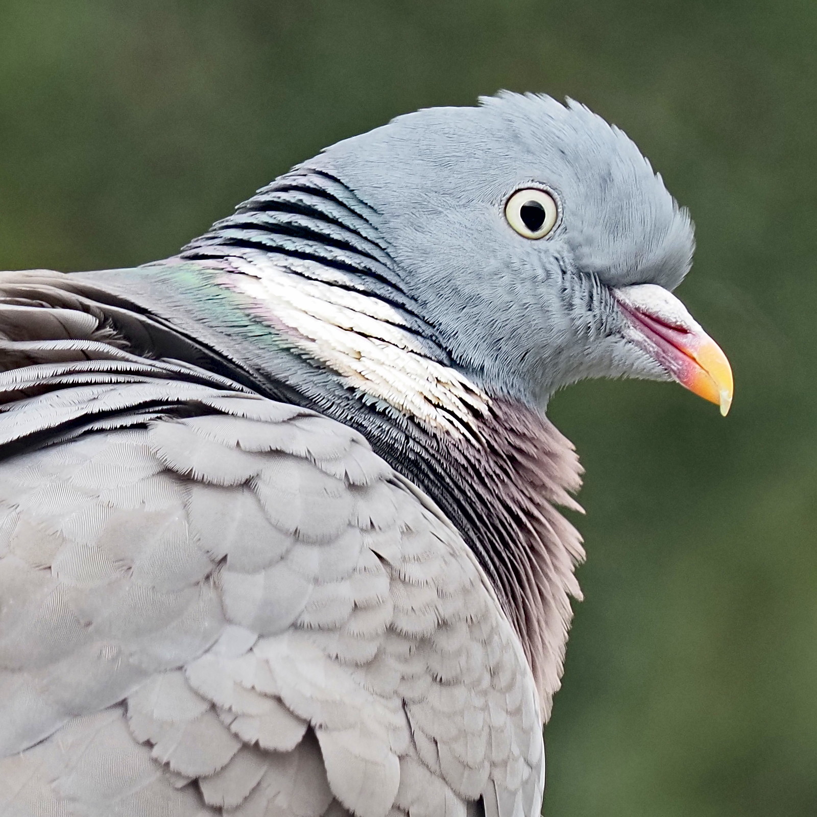 P4281035-crop-dprf.jpg