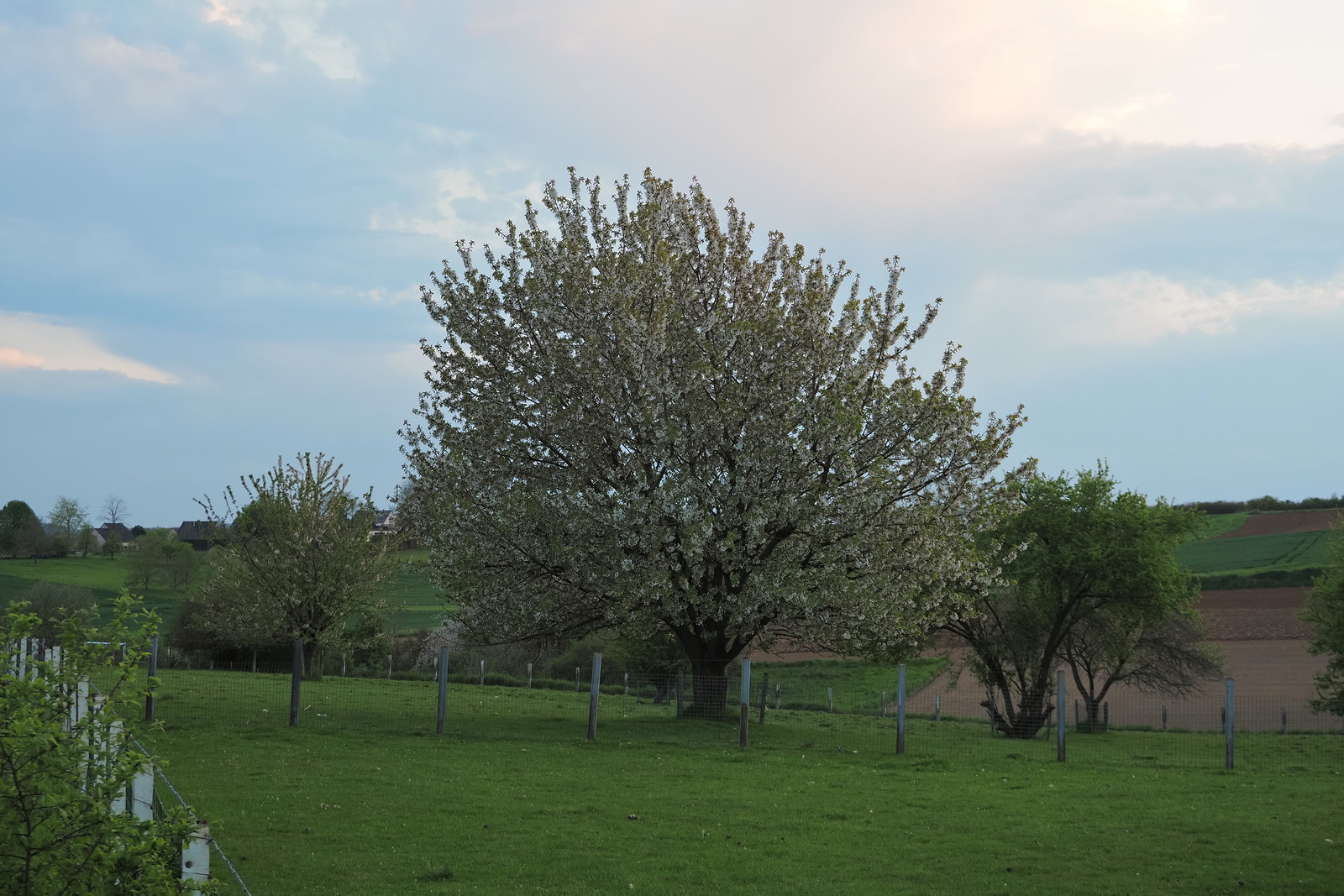 P5041151-dprf.JPG