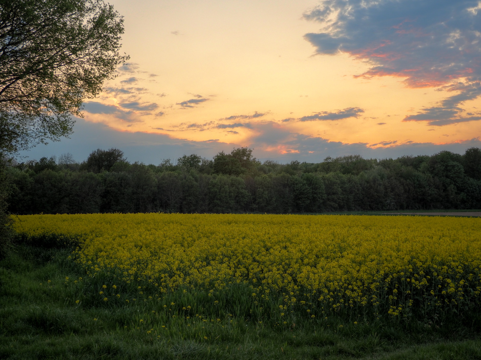 P5041178-P5041182-dprf.jpg