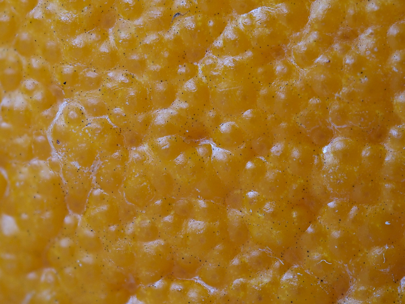 P5191521-dprf.jpg