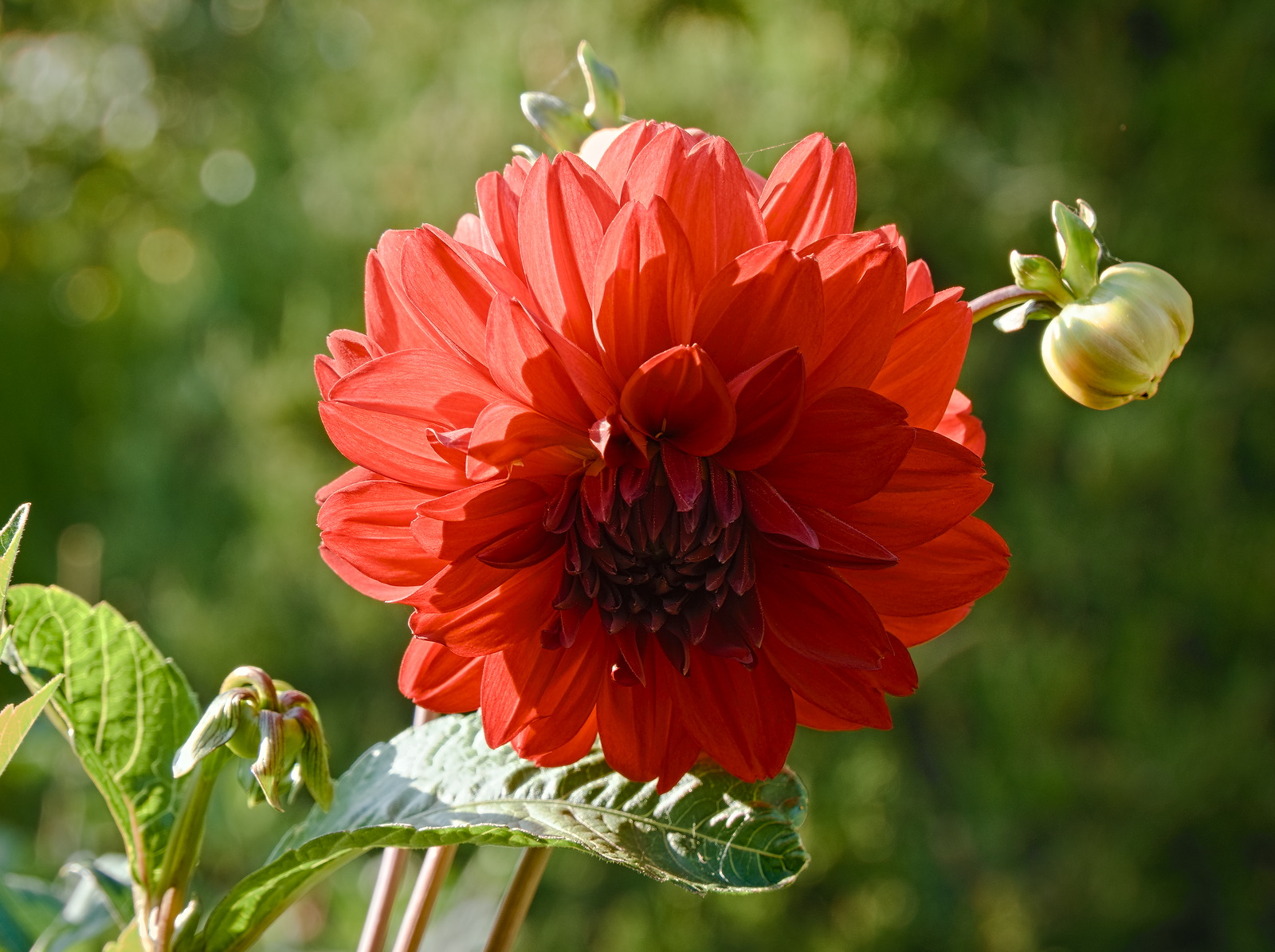 P9060341-dprf.jpg
