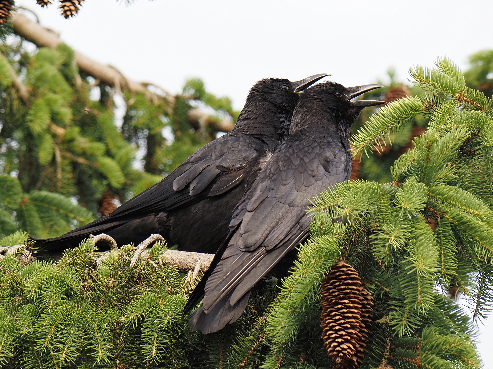 Panting Crows