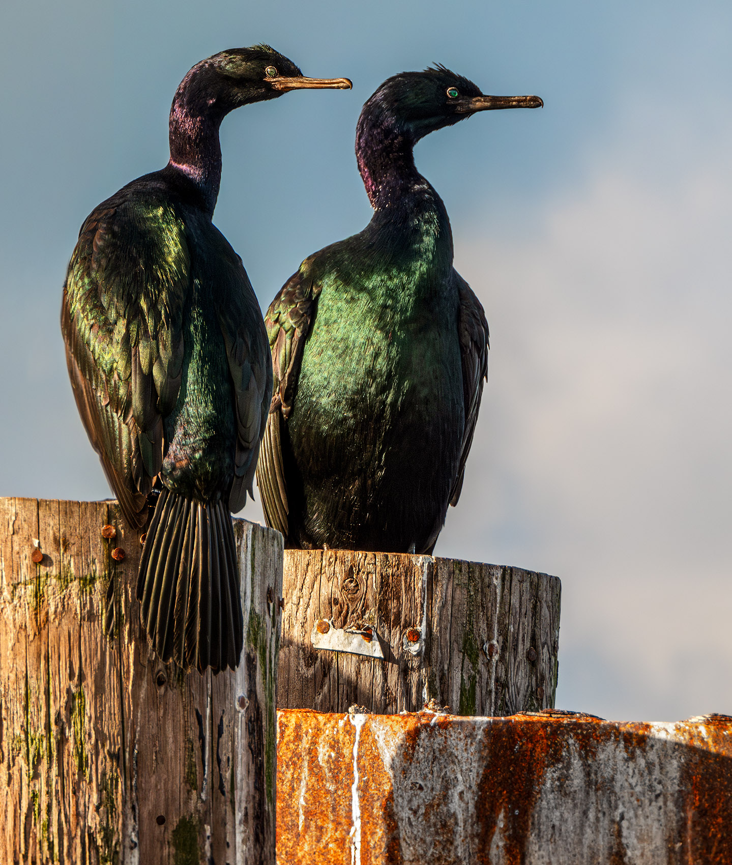 Pelagic Cormorants.jpg