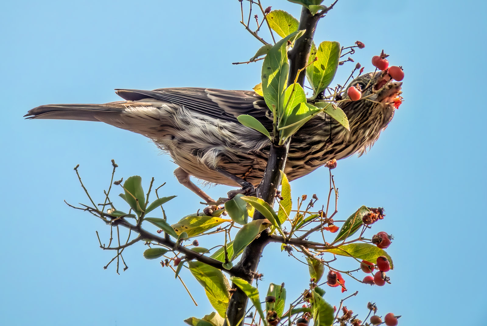 Purple Finch.jpg