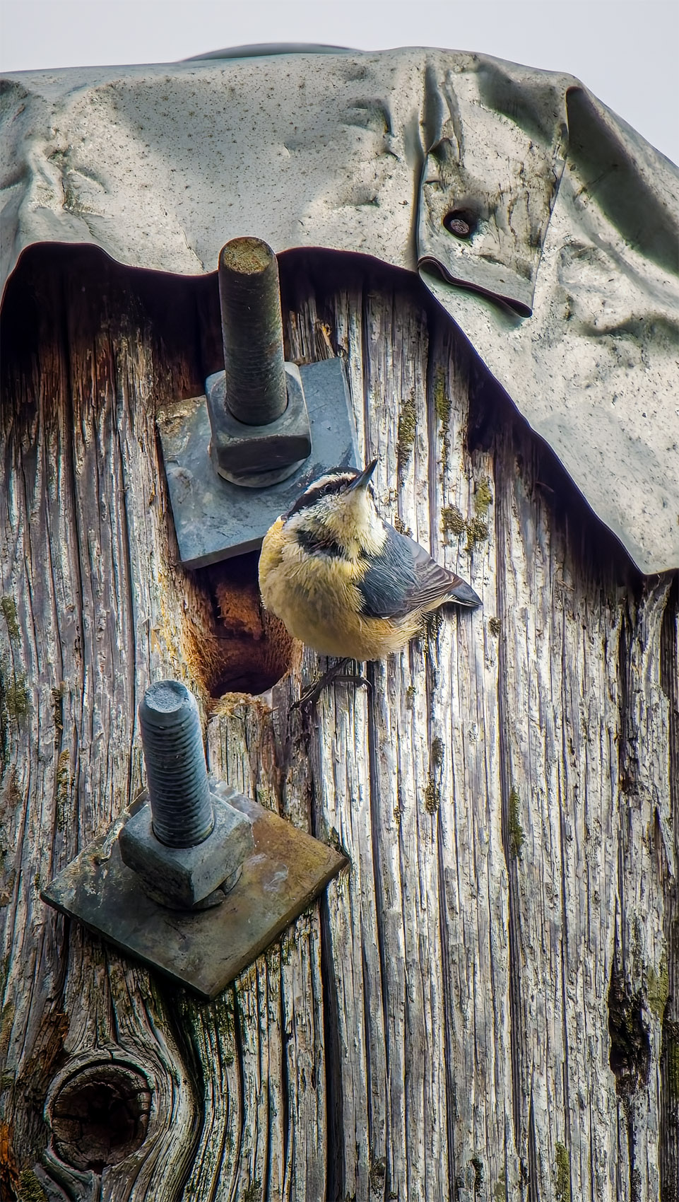 Red-breasted Nuthatch guard.jpg