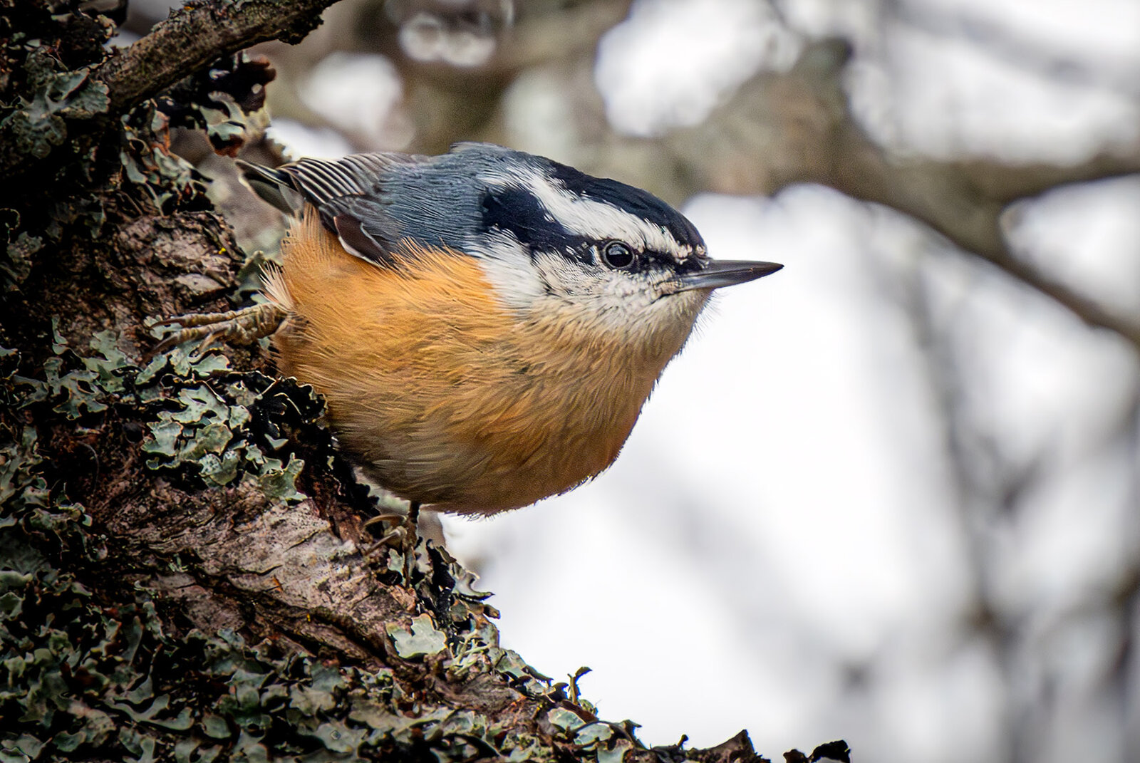 Red-breasted Nuthatch.jpg