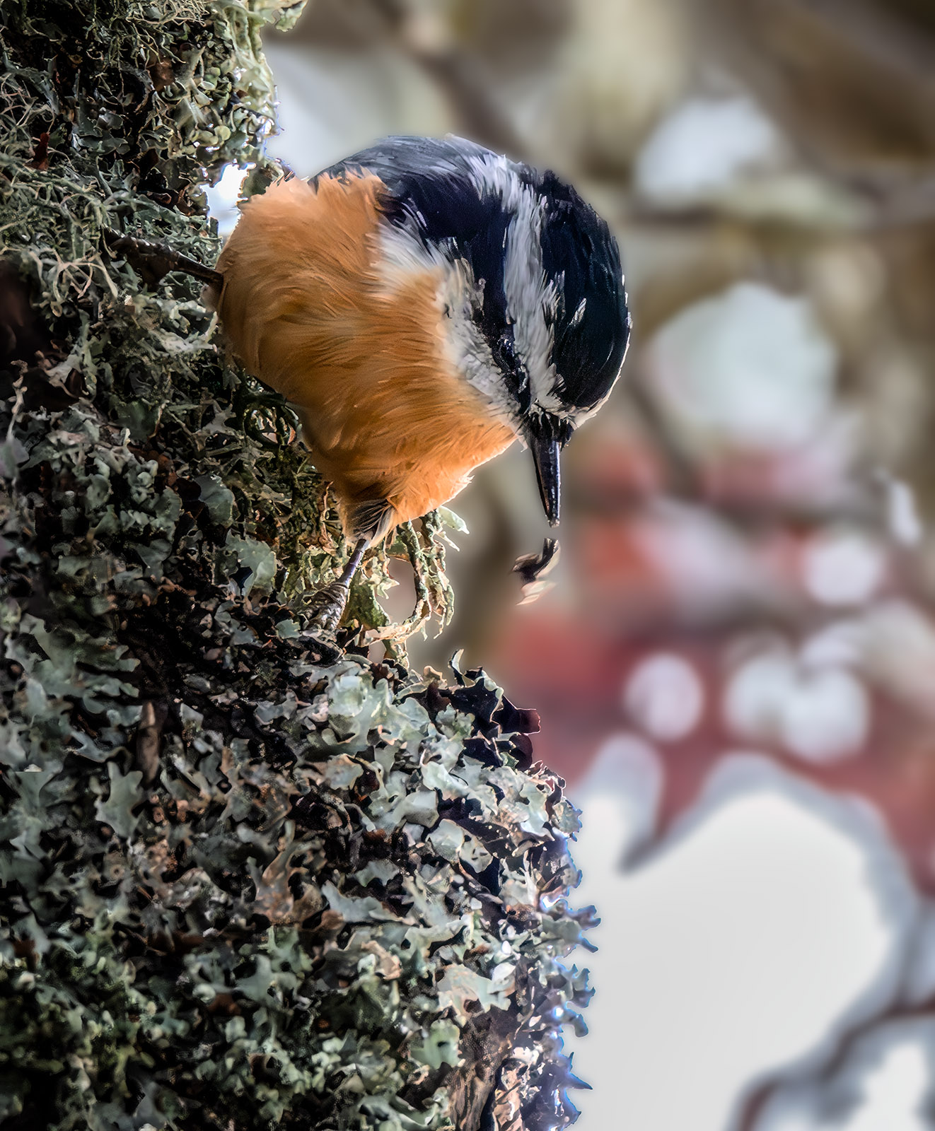 Red-breasted Nuthatch.jpg