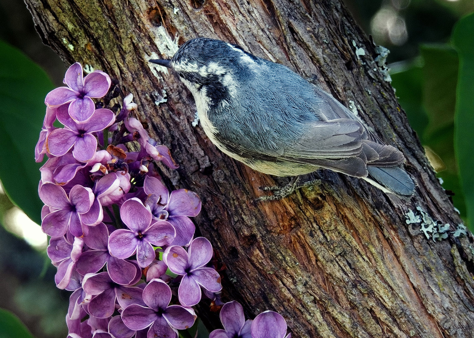 Red-breasted Nuthatch & lilac.jpg