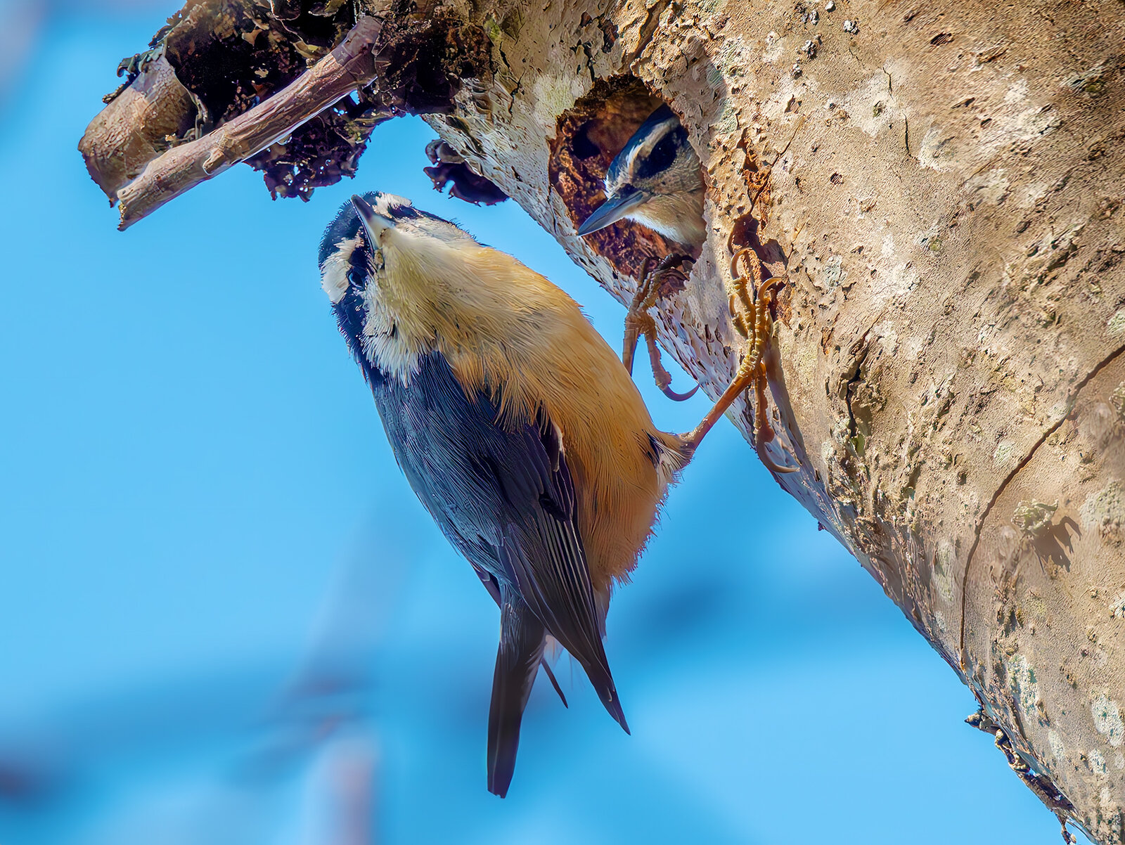 Red-breasted Nuthatch nest.jpg