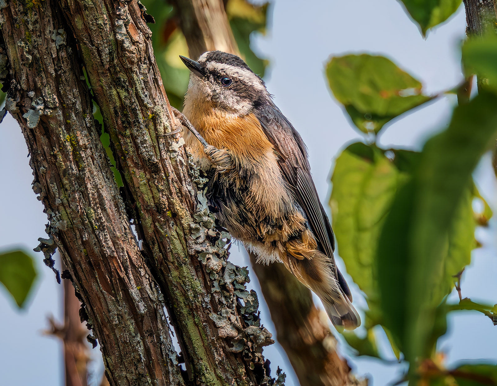 Red-breasted Nuthatch sm.jpg