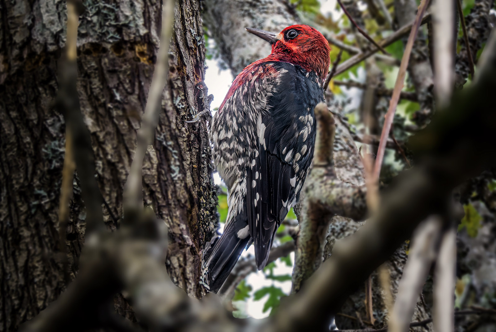 Red-breasted Sapsucker.jpg