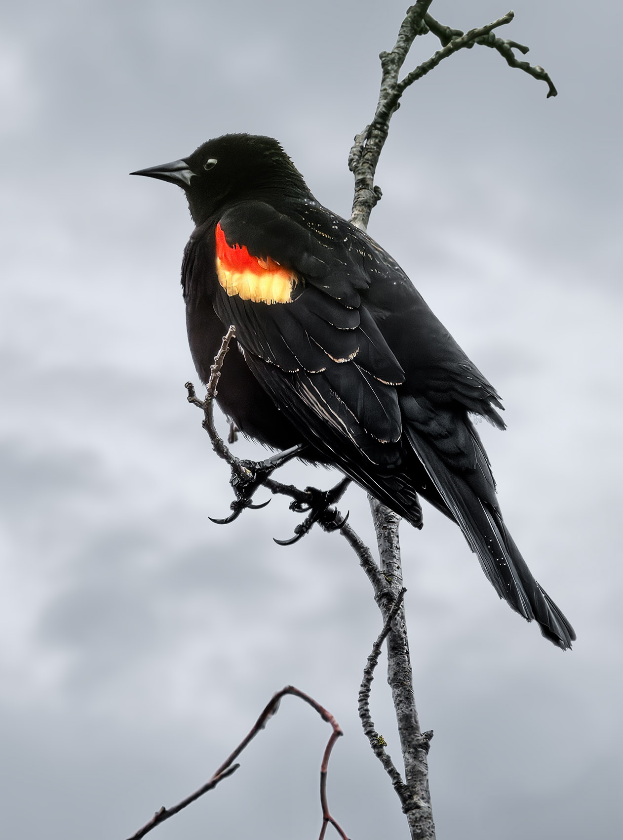 Red-winged Blackbird..jpg