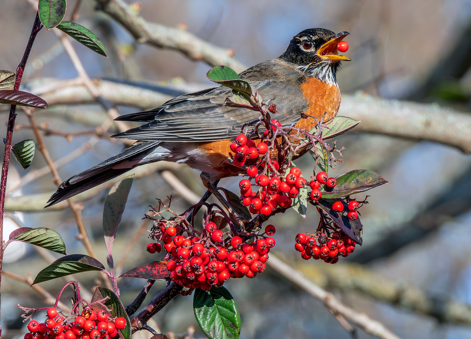 Robin Breakfast.jpg