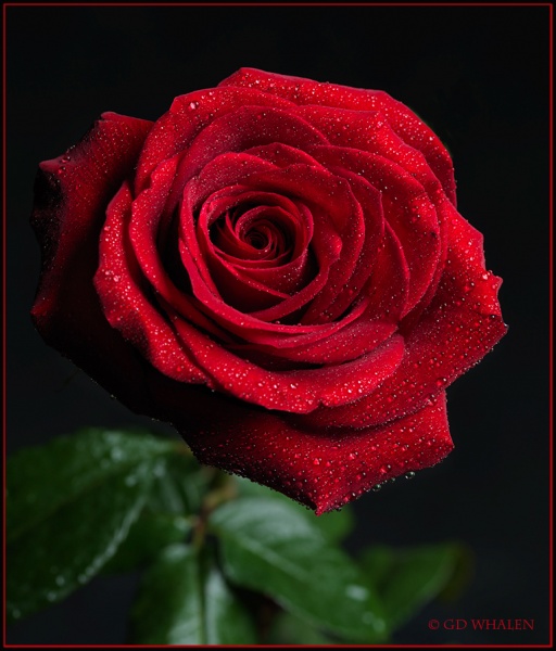 RoseBest.jpg