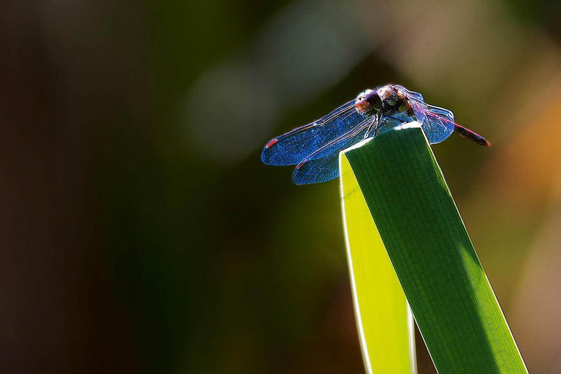 Rote Heidelibelle-1.JPG