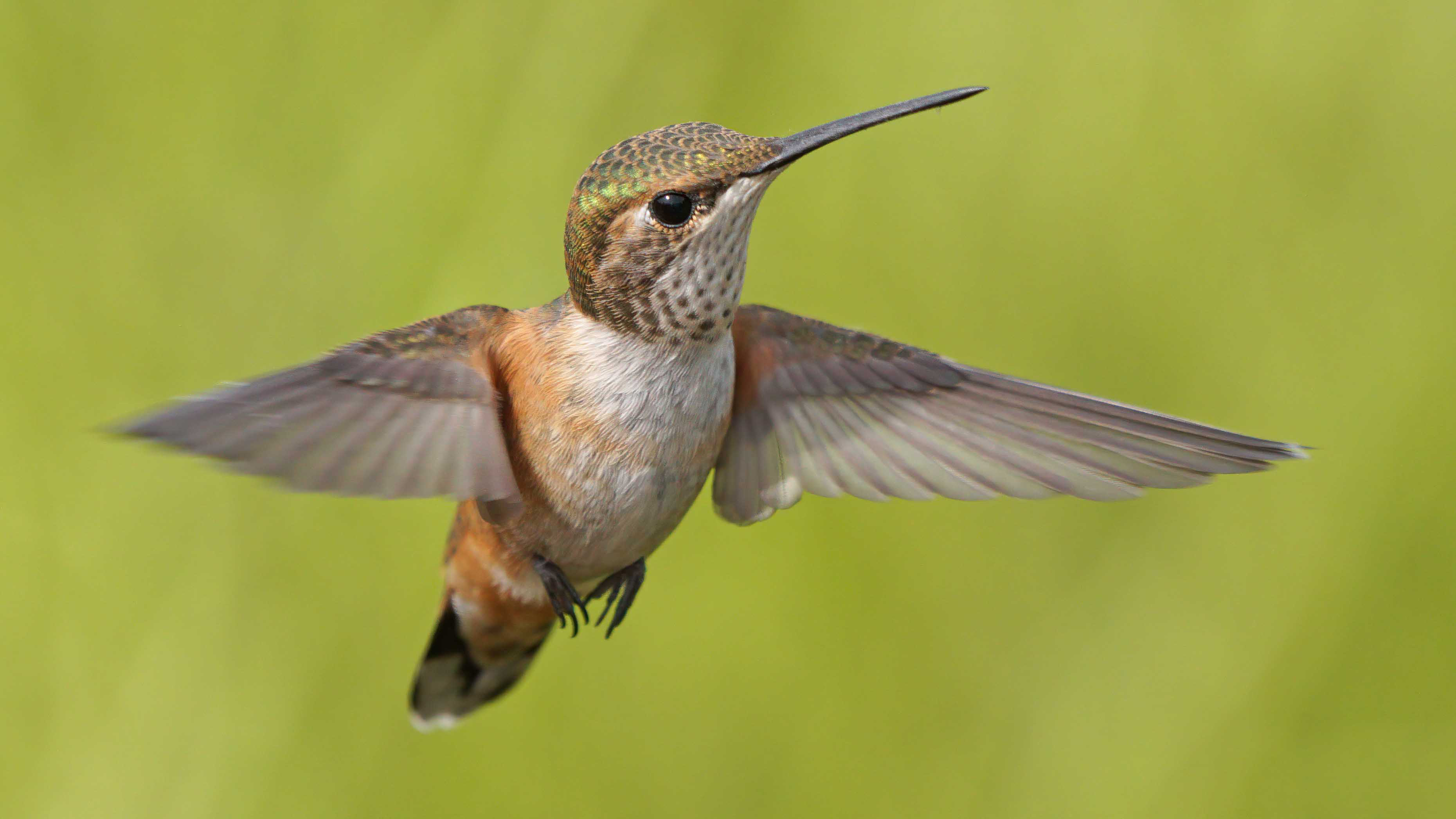 Rufous Hummingbird rs copy png.png
