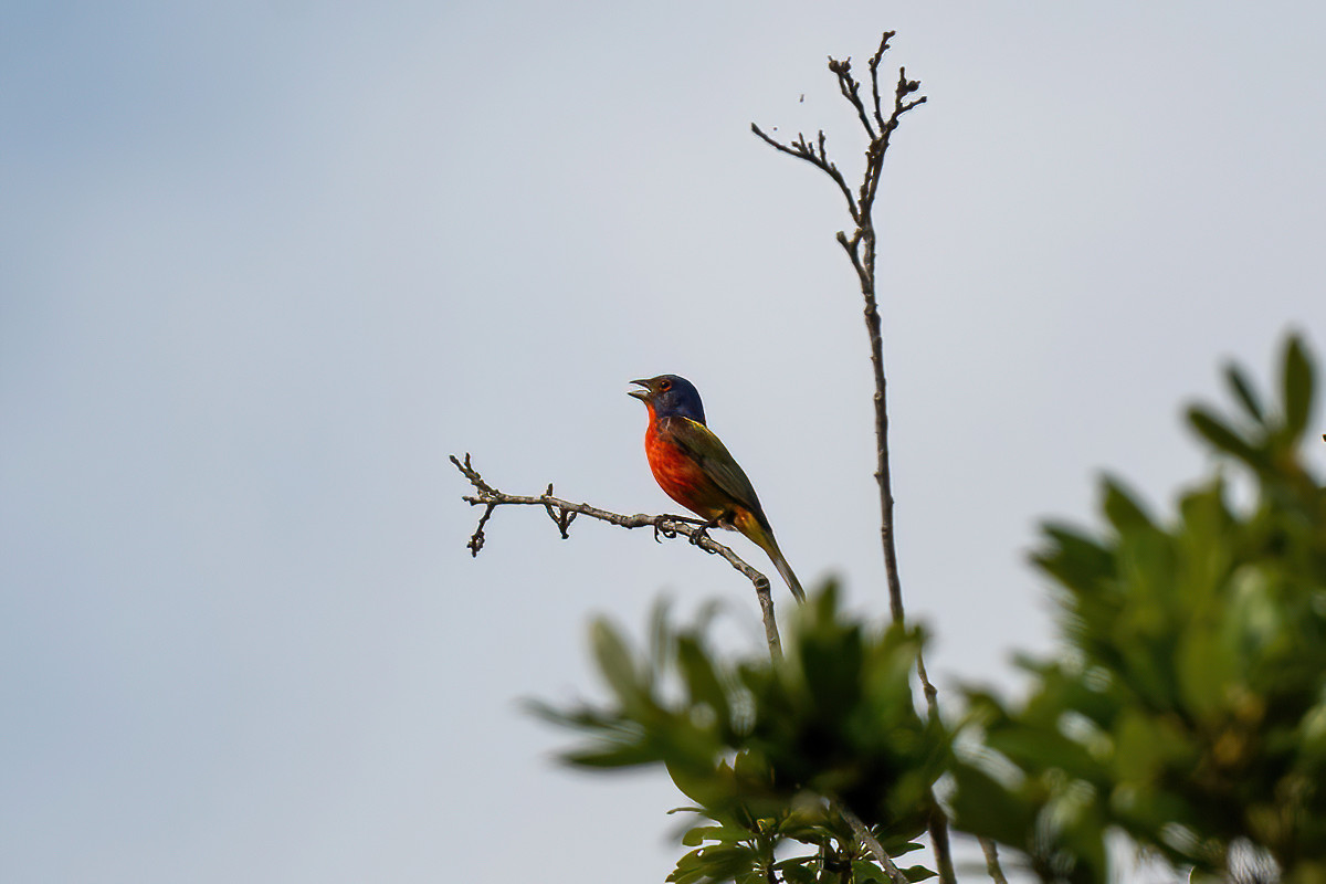 sd_dsc9732.jpeg