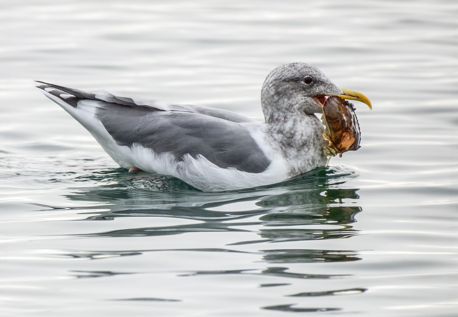 Seagull lunch.jpg