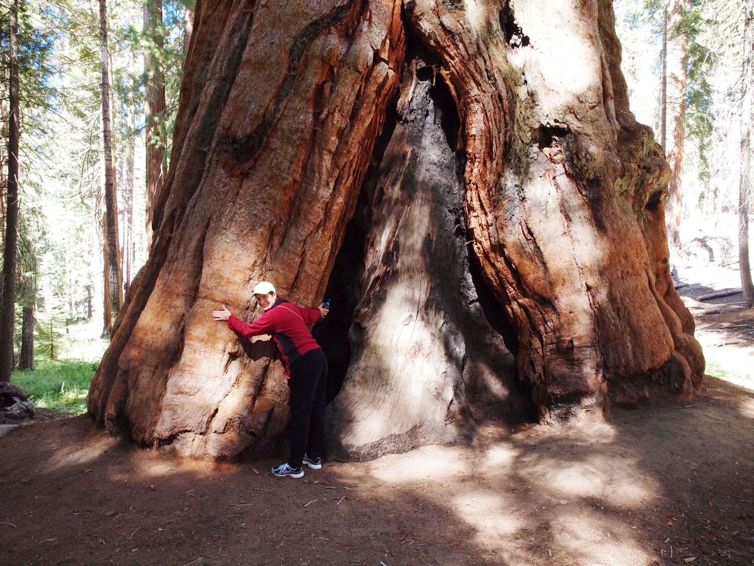 Sequoia 113.jpg